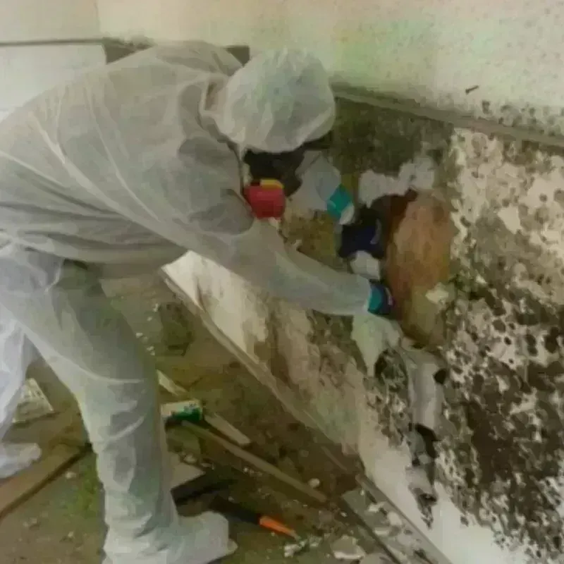 Mold Remediation and Removal in Armada, MI